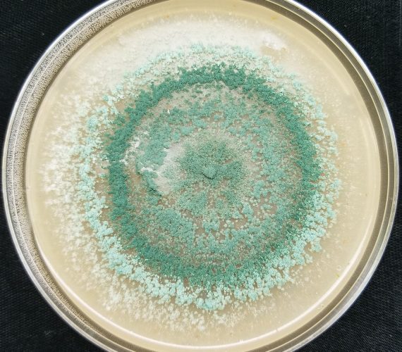 Fungal plate